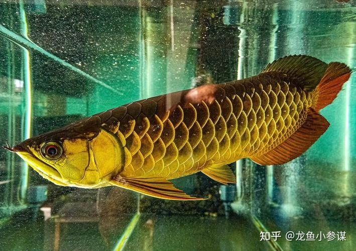 龍魚有什么特點(diǎn)和特征圖片