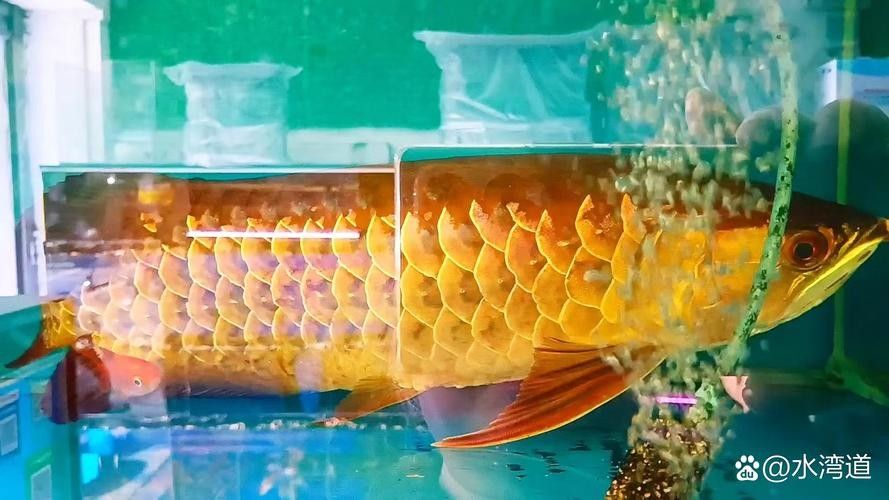 龍魚有什么特點(diǎn)和特征圖片