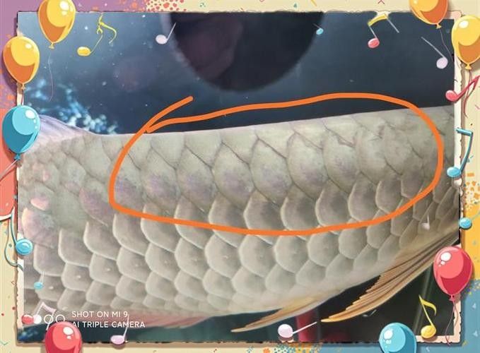 龍魚有什么特點(diǎn)和特征圖片