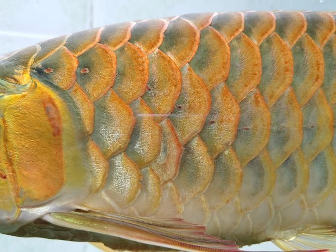 龍魚有什么特點(diǎn)和特征圖片
