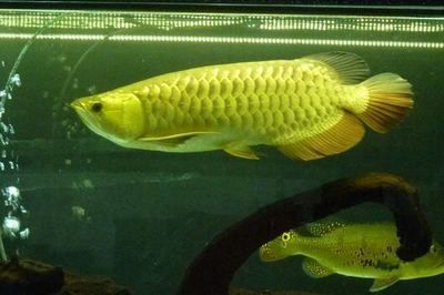 如何挑選金龍魚幼魚品種：如何挑選金龍魚幼魚