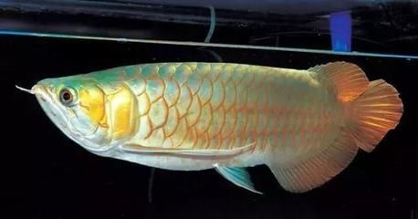 龍魚的胡須斷了還能長出來嗎圖片大全：龍魚的胡須斷了還能長出來嗎