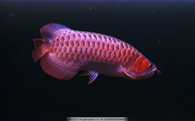 紅龍魚是熱帶魚嗎：紅龍魚不僅是熱帶魚，還具有極高的觀賞價值和文化意義