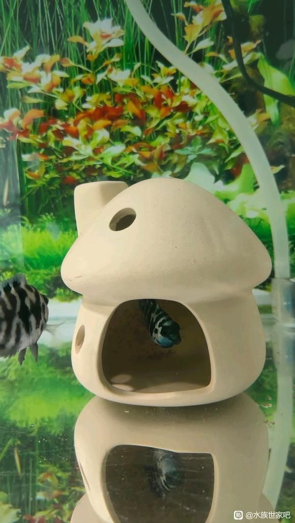 迷你鸚鵡魚落罐后幾天起飛