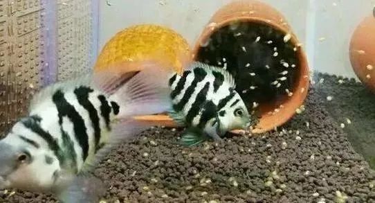 迷你鸚鵡魚落罐后幾天起飛