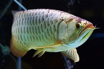 金龍魚頭型圖（金龍魚頭型與品種關(guān)系,）