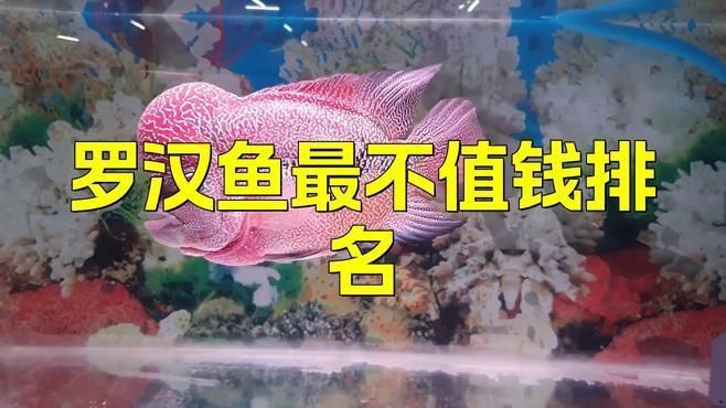 羅漢魚市場最便宜的是什么