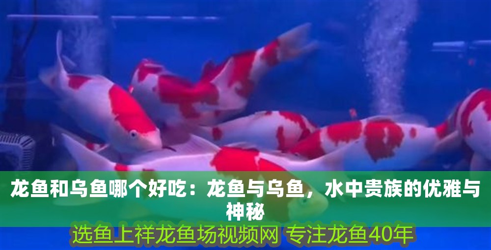 龍魚和烏魚哪個好吃：龍魚與烏魚，水中貴族的優(yōu)雅與神秘