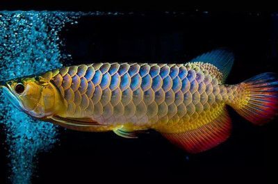 龍魚水溫過高導致龍魚翻身怎么搶救?。喝绾晤A防龍魚水溫過高導致的翻身后的飲食調整