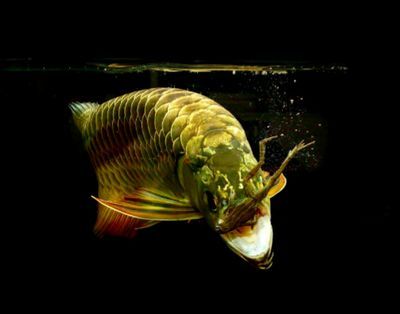 金龍魚的最佳發色溫度是多少金龍魚最佳發色溫度是多少：金龍魚最佳發色溫度是多少金龍魚最佳發色溫度是多少