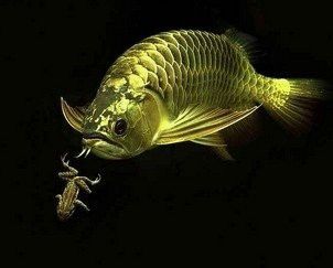 如何預(yù)防龍魚再次吐食？ 如何預(yù)防龍魚再次吐食？ 龍魚百科 第1張