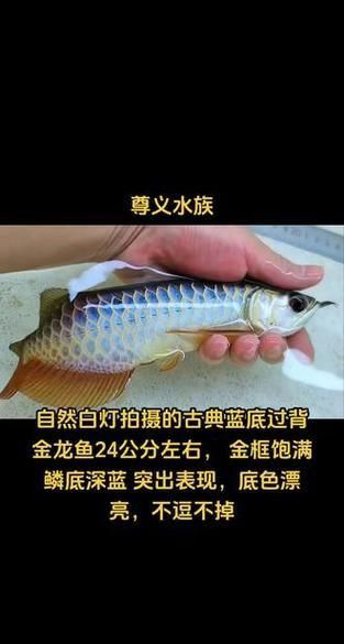 藍(lán)底龍魚價(jià)格及圖片