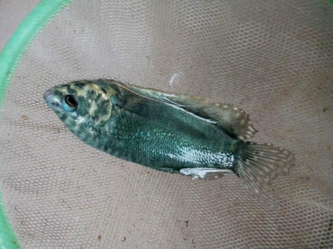 藍(lán)底龍魚價(jià)格及圖片