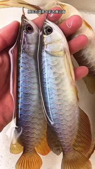 藍(lán)底龍魚價(jià)格及圖片