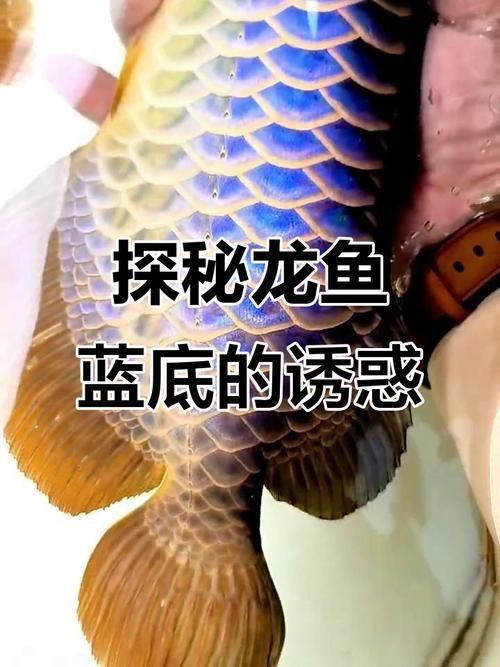 藍(lán)底龍魚價(jià)格及圖片