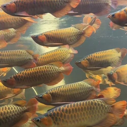 藍(lán)底龍魚價(jià)格及圖片