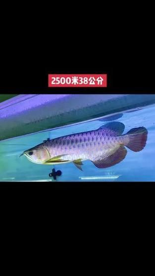 藍(lán)底龍魚價(jià)格及圖片