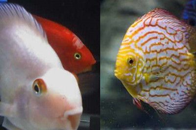 防止龍魚掉眼的小方法有哪些視頻教程：防止龍魚掉眼的小方法有哪些？全面解析與實用技巧