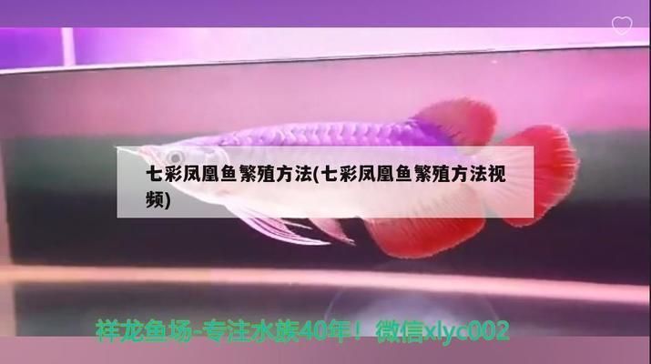 正常龍魚的眼睛：正常龍魚眼睛大嗎？解析龍魚眼睛大小與健康的關系