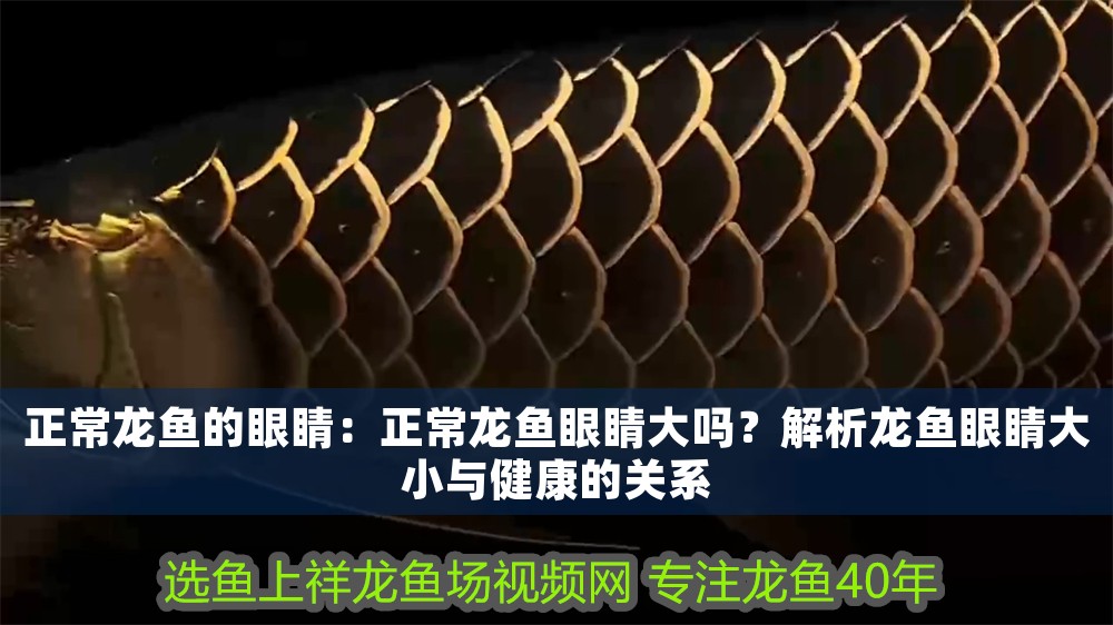 正常龍魚的眼睛：正常龍魚眼睛大嗎？解析龍魚眼睛大小與健康的關系