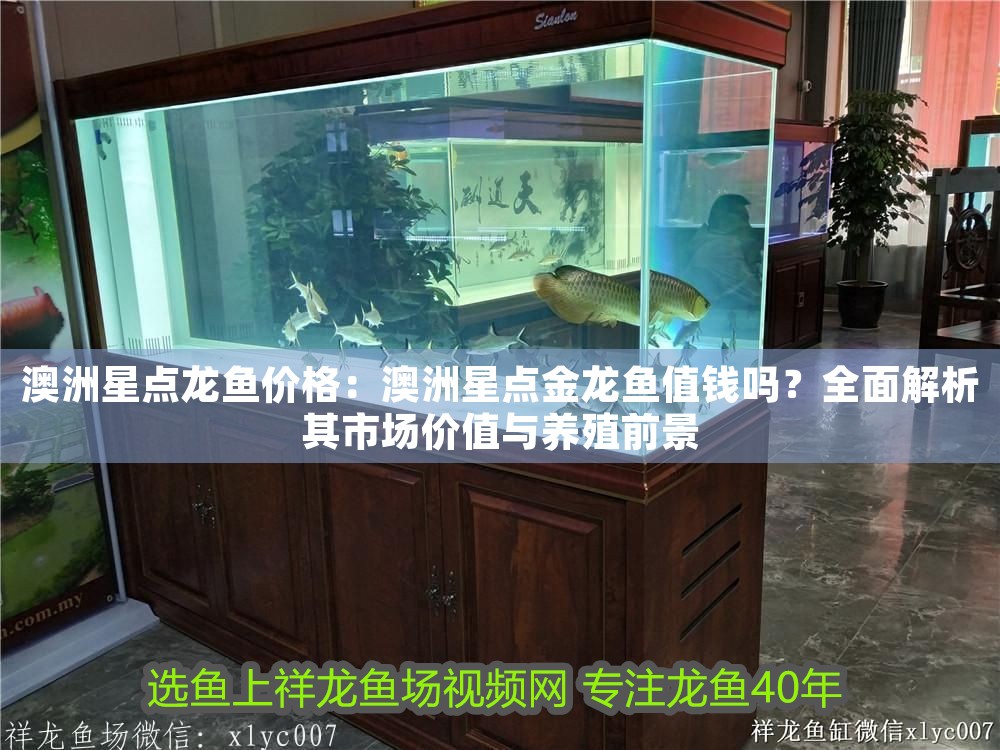 澳洲星點龍魚價格：澳洲星點金龍魚值錢嗎？全面解析其市場價值與養殖前景 澳洲星點龍魚價格：澳洲星點金龍魚值錢嗎？全面解析其市場價值與養殖前景 龍魚百科 第1張
