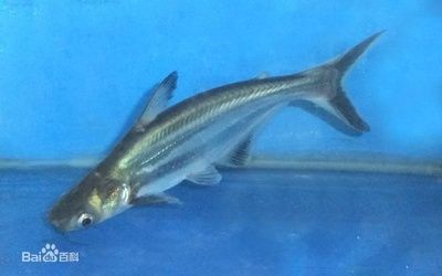 澳洲星點龍魚價格：澳洲星點金龍魚值錢嗎？全面解析其市場價值與養殖前景 澳洲星點龍魚價格：澳洲星點金龍魚值錢嗎？全面解析其市場價值與養殖前景 龍魚百科 第2張