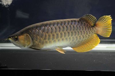 養(yǎng)金龍魚適合水溫：養(yǎng)金龍魚適合的水溫應該在24至29攝氏度之間并保持穩(wěn)定