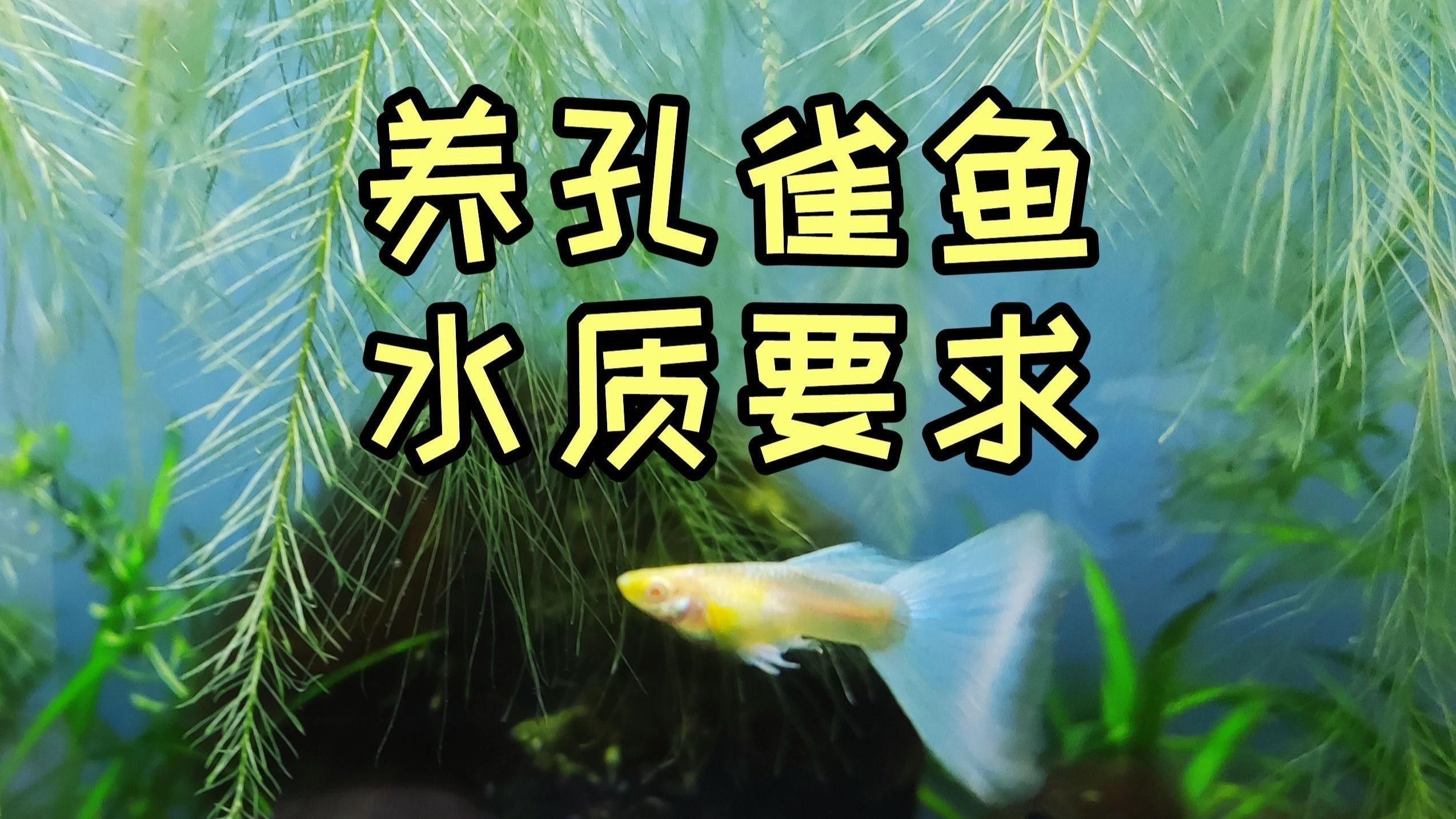 孔雀龍魚對水質有何要求？