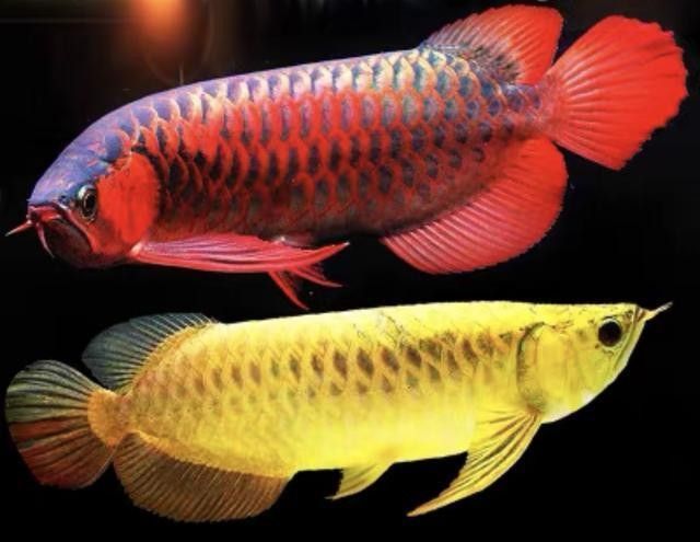 龍魚(yú)和虎魚(yú)會(huì)打架嗎圖片對(duì)比