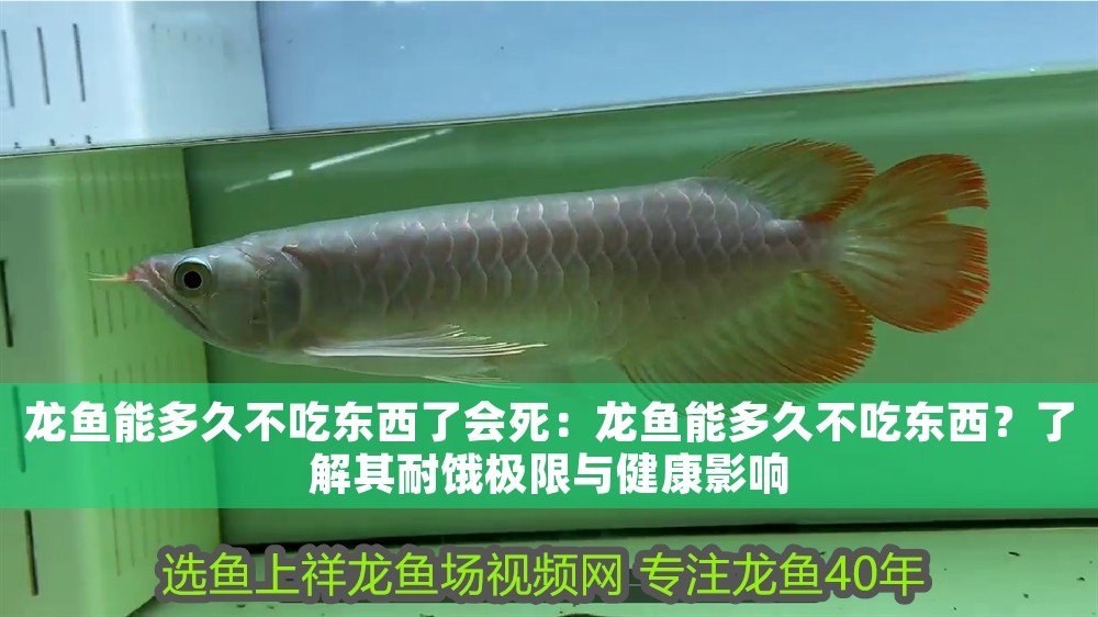 龍魚(yú)能多久不吃東西了會(huì)死：龍魚(yú)能多久不吃東西？了解其耐餓極限與健康影響