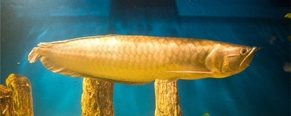 龍魚肚子鼓食欲特別大的應對措施（面對龍魚肚子鼓食欲特別大，龍魚肚子鼓食欲特別大的情況）