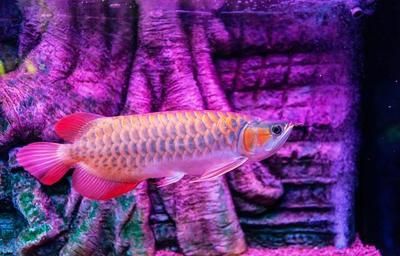龍魚肚子鼓食欲特別大的應對措施（面對龍魚肚子鼓食欲特別大，龍魚肚子鼓食欲特別大的情況）