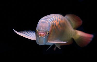 龍魚肚子鼓食欲特別大的應對措施（面對龍魚肚子鼓食欲特別大，龍魚肚子鼓食欲特別大的情況）