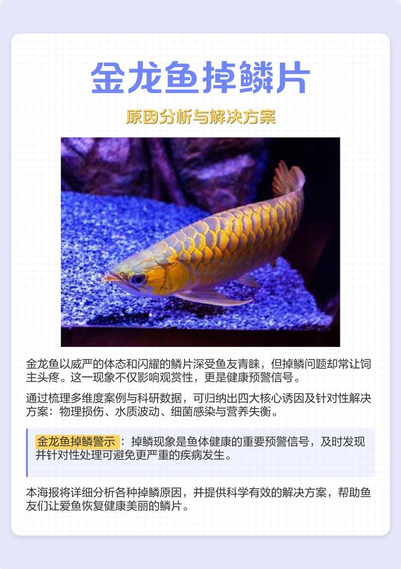 金龍魚美容為什么拔掉魚鱗 金龍魚美容為什么拔掉魚鱗 龍魚百科 第2張