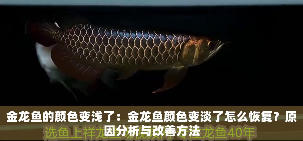 金龍魚的顏色變淺了：金龍魚顏色變淡了怎么恢復？原因分析與改善方法