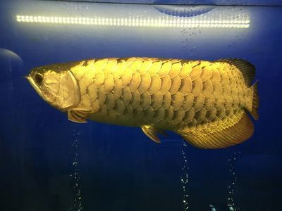 龍魚什么樣：關于龍魚的介紹