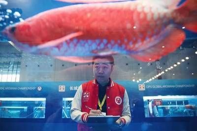 龍魚比賽冠軍是鯉魚：世界龍魚比賽冠軍是指在龍魚比賽中獲得最高榮譽的龍魚個體
