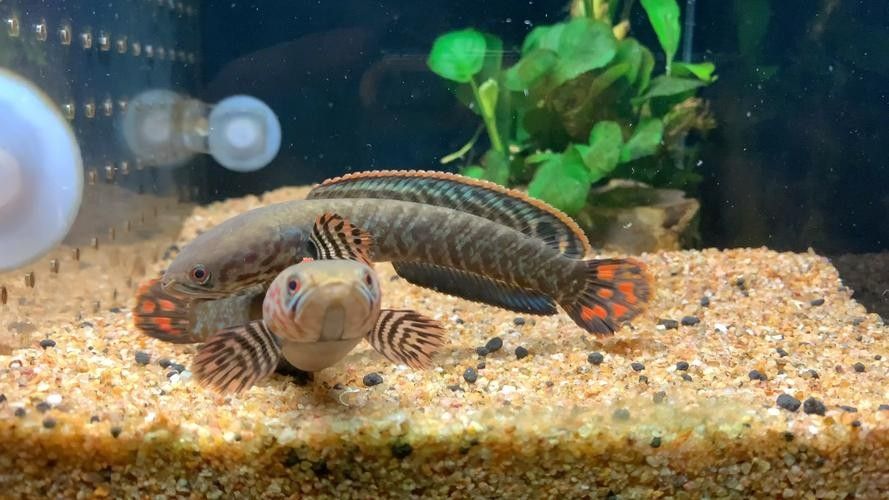 雷龍魚是什么樣的品種圖片大全 雷龍魚是什么樣的品種圖片大全 龍魚百科 第19張