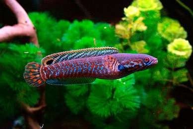 雷龍魚是什么樣的品種圖片大全 雷龍魚是什么樣的品種圖片大全 龍魚百科 第12張