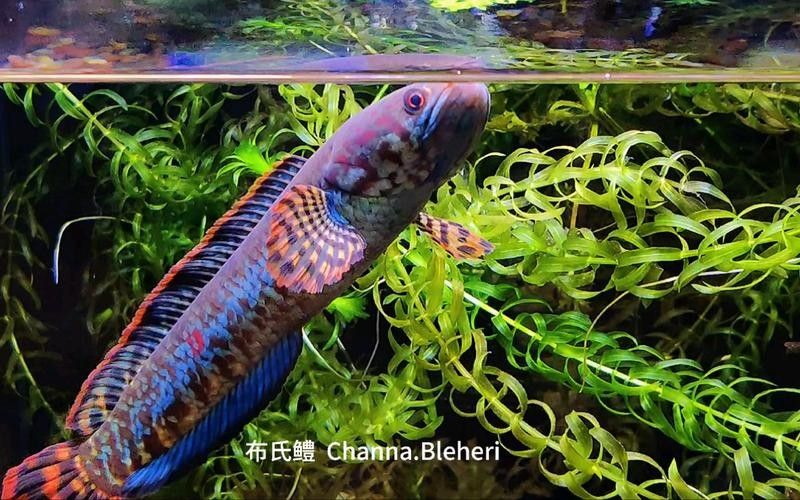 雷龍魚是什么樣的品種圖片大全 雷龍魚是什么樣的品種圖片大全 龍魚百科 第15張