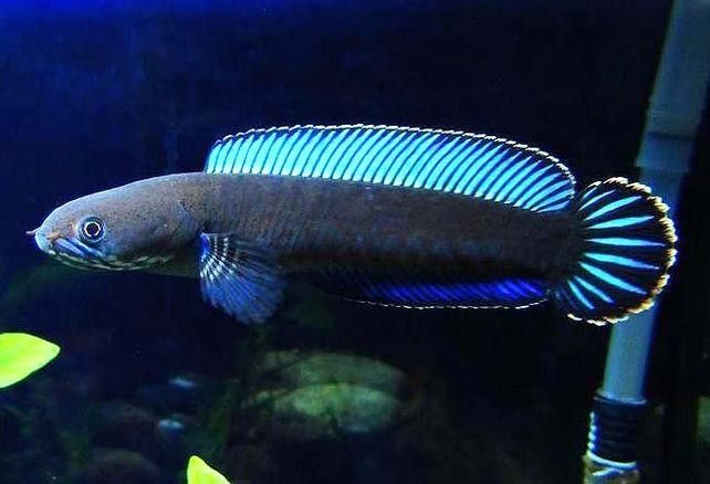 雷龍魚是什么樣的品種圖片大全 雷龍魚是什么樣的品種圖片大全 龍魚百科 第10張