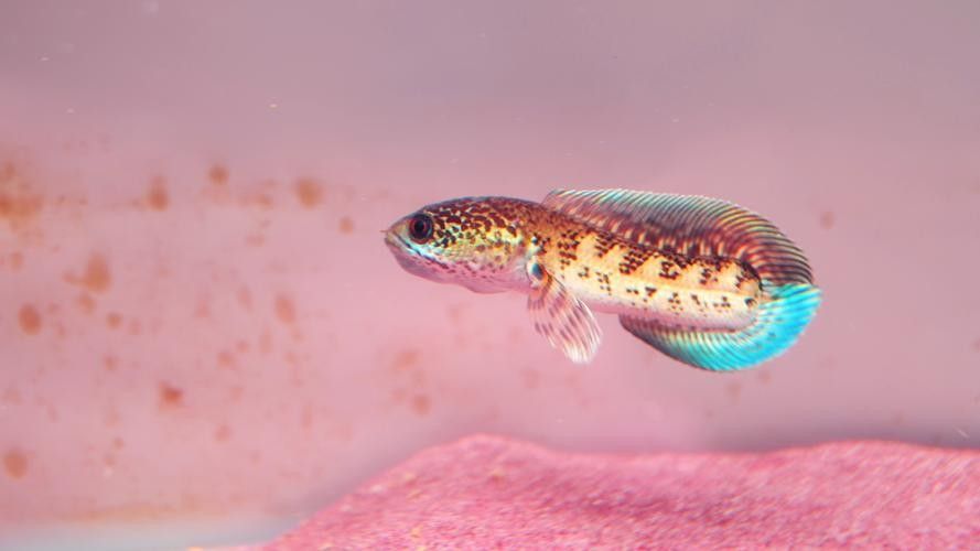 雷龍魚是什么樣的品種圖片大全 雷龍魚是什么樣的品種圖片大全 龍魚百科 第33張