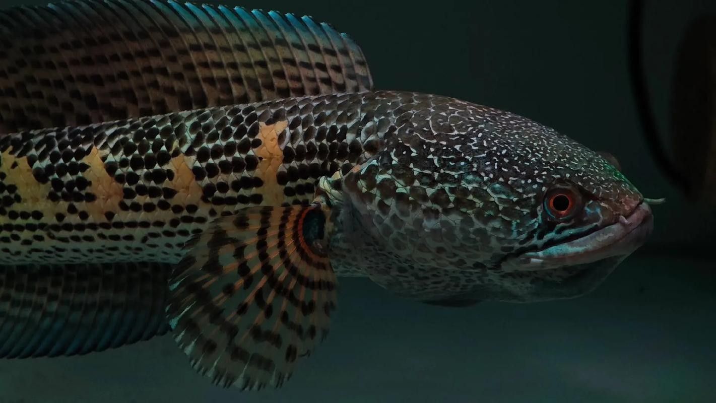 雷龍魚是什么樣的品種圖片大全 雷龍魚是什么樣的品種圖片大全 龍魚百科 第37張