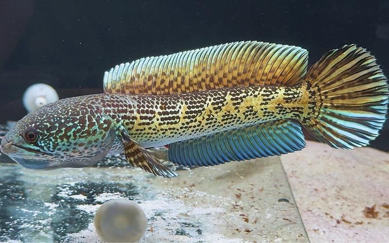 雷龍魚是什么樣的品種圖片大全 雷龍魚是什么樣的品種圖片大全 龍魚百科 第36張