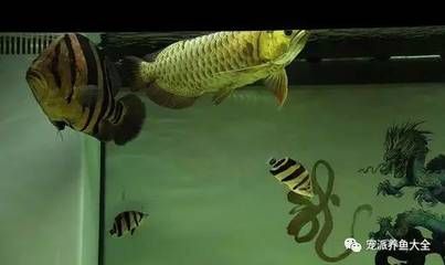 一條龍魚(yú)一條虎魚(yú)什么寓意（龍魚(yú)與虎魚(yú)的組合不僅在觀賞上具有獨(dú)特的魅力） 一條龍魚(yú)一條虎魚(yú)什么寓意（龍魚(yú)與虎魚(yú)的組合不僅在觀賞上具有獨(dú)特的魅力） 龍魚(yú)百科 第3張