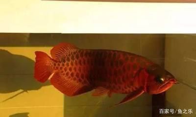 一條龍魚(yú)一條虎魚(yú)什么寓意（龍魚(yú)與虎魚(yú)的組合不僅在觀賞上具有獨(dú)特的魅力） 一條龍魚(yú)一條虎魚(yú)什么寓意（龍魚(yú)與虎魚(yú)的組合不僅在觀賞上具有獨(dú)特的魅力） 龍魚(yú)百科 第5張
