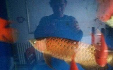 龍魚交流群（龍魚交流群是一個專門為龍魚愛好者和養魚人士建立的線上交流平臺）