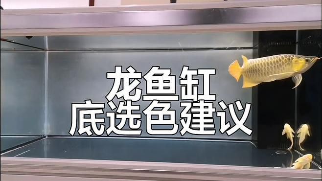 紅龍魚魚缸背景圖片欣賞圖高清