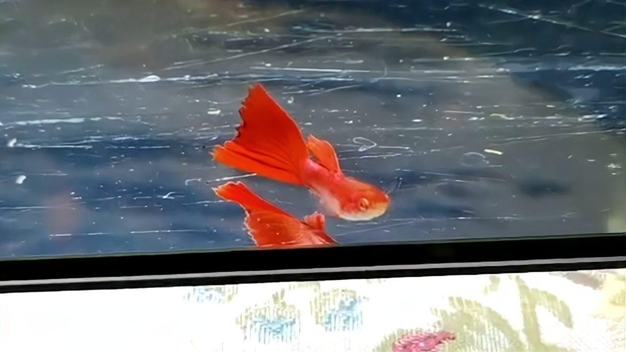 如何判斷魚爛尾是否感染? 龍魚百科 第2張 如何判斷魚爛尾是否感染? 如何判斷魚爛尾是否感染? 龍魚百科 第2張