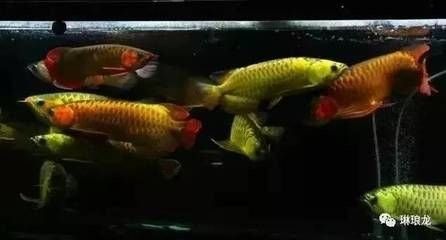 龍魚好養不